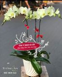  Chậu Lan Hồ Điệp Xanh Bơ - S978 