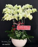  Chậu 9 Cành Lan Hồ Điệp - S979 