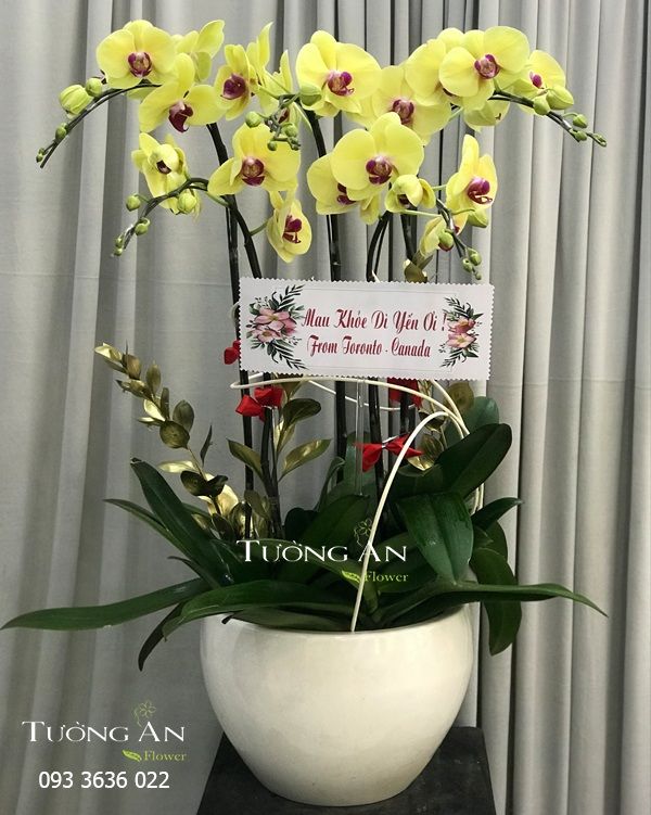  Chậu 5 Cành lan Hồ Điệp Xanh Bơ - S981 