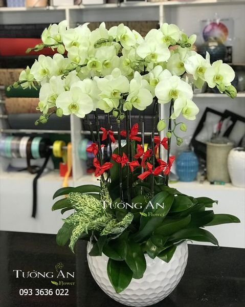 Chậu 10 Cành Lan Hồ Điệp Xanh Bơ