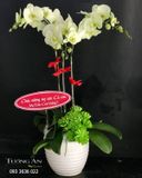  Chậu Lan Hồ Điệp  3 Cành - S984 