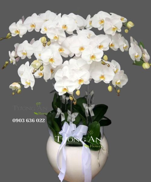 Chậu Hoa Viếng Sáng Người