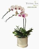  Chậu Lan Hồ Điệp Thanh Nhã Kiêu Sa - LHD111 