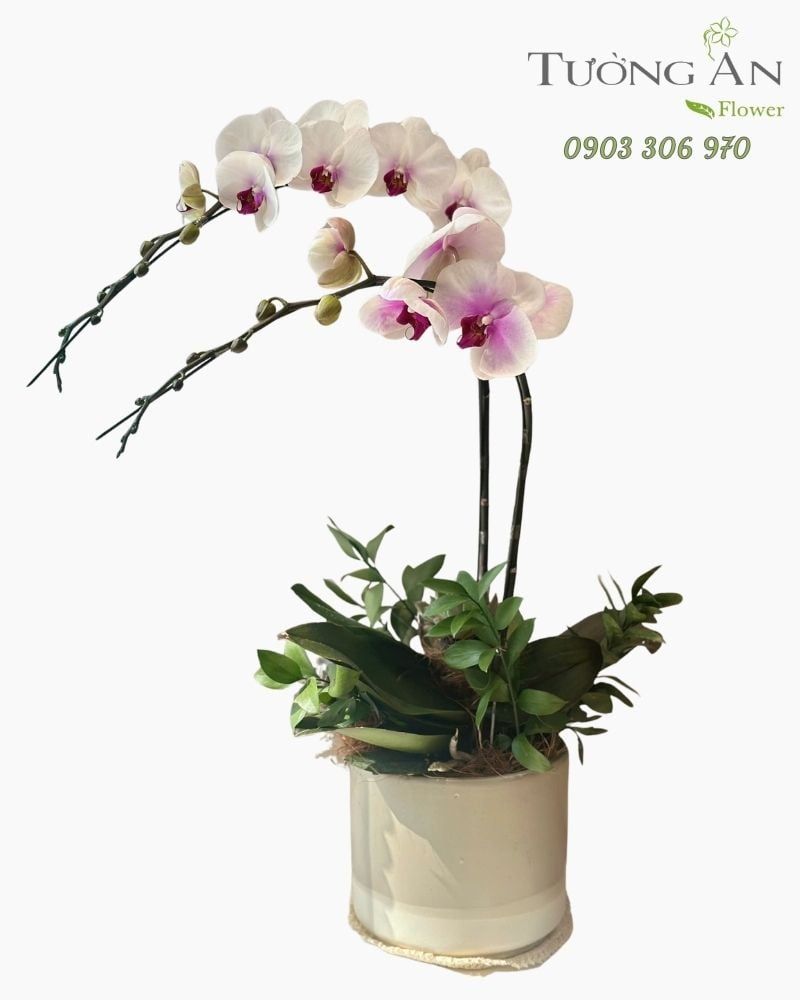  Chậu Lan Hồ Điệp Thanh Nhã Kiêu Sa - LHD111 