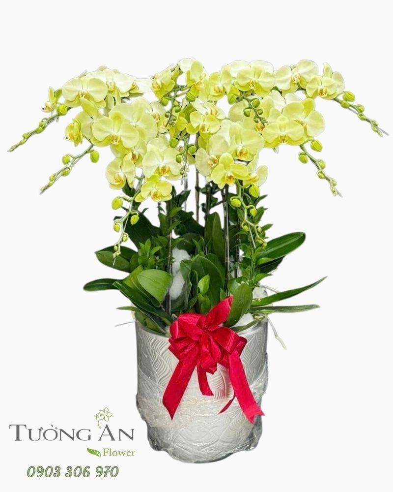  Chậu Lan Hồ Điệp Hoàng Lan Cát Tường - LHD97 