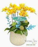  Chậu Lan Hồ Điệp Kim Lan Thịnh Vượng - LHD96 