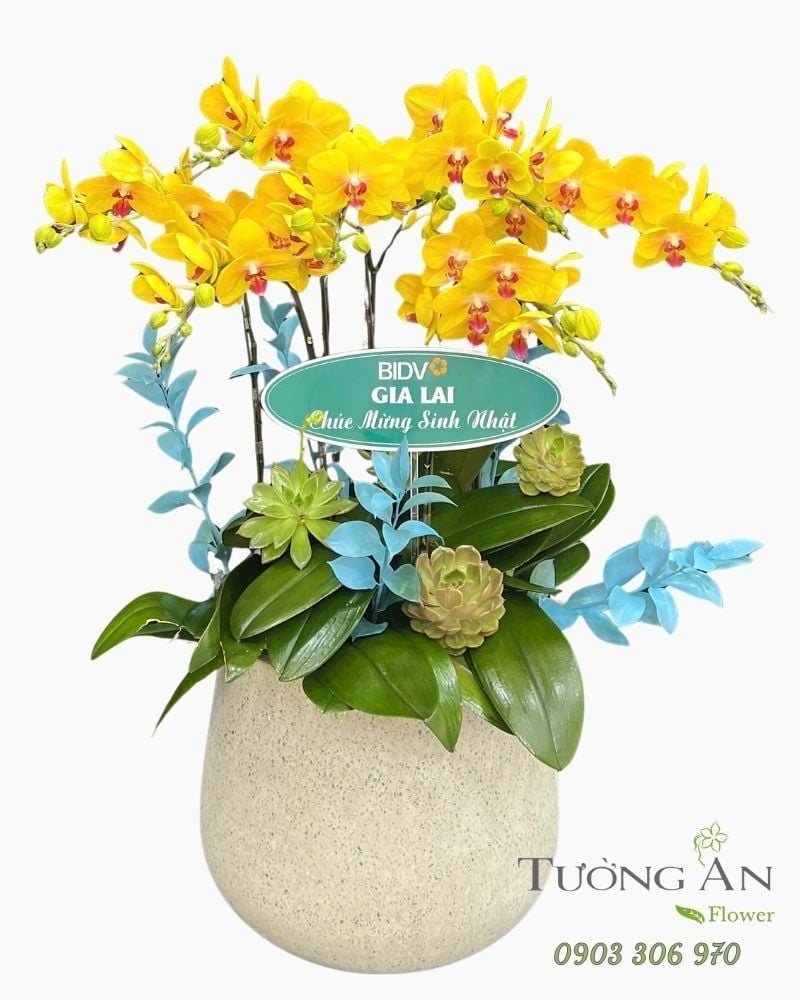  Chậu Lan Hồ Điệp Kim Lan Thịnh Vượng - LHD96 