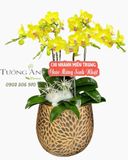  Chậu Lan Hồ Điệp Ánh Dương Cát Tường - LHD110 