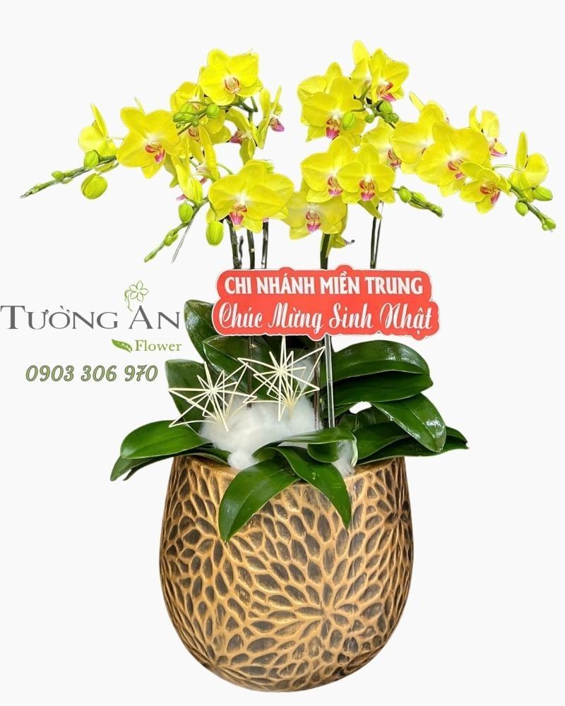  Chậu Lan Hồ Điệp Ánh Dương Cát Tường - LHD110 