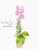  Chậu Lan Hồ Điệp Thiên Phúc Orchid - LHD109 