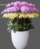  Chậu Lan Hồ Điệp Thần Tài Đến - S667 