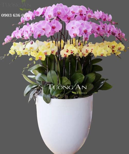 chau-lan-ho-diep-than-tai-den-s667