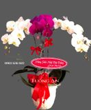  Chậu Lan Hồ Điệp Thành Công Mãi - S696 