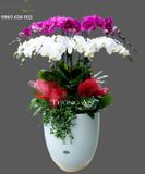  Chậu Lan Hồ Điệp Thành Công Rực Rỡ - S666 