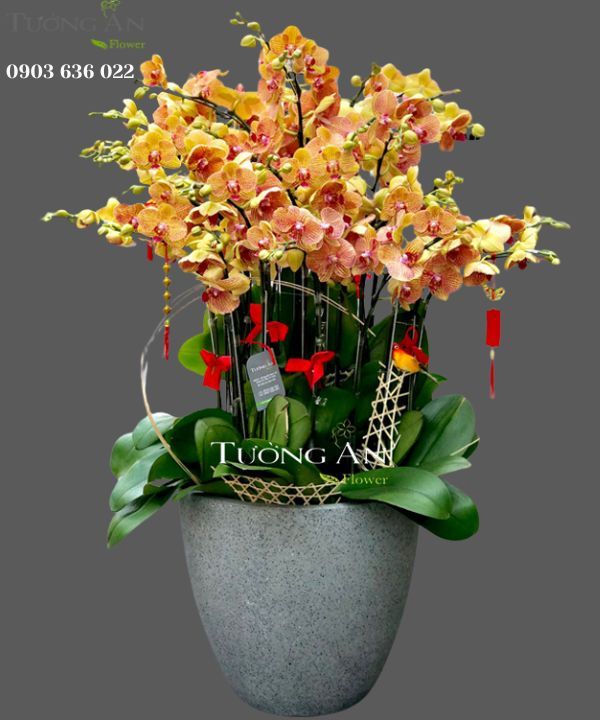  Chậu Lan Hồ Điệp Cam - S805 