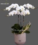  Chậu Lan Hồ Điệp Thành Công - S751 