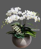  Chậu Hoa Lan Thơ Ngây - S659 