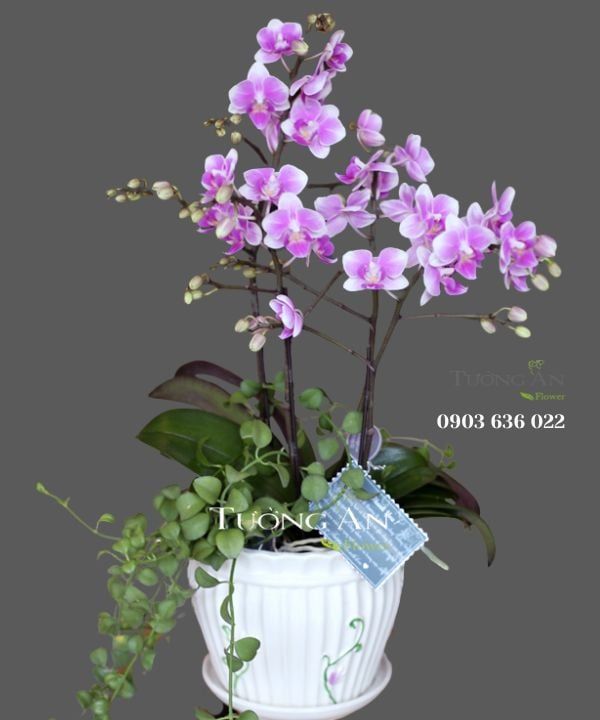  Chậu Lan Hồ Điệp Thuỷ Chung - S655 