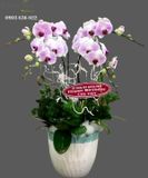  Chậu Lan Hồ Điệp Tứ Quý - S798 