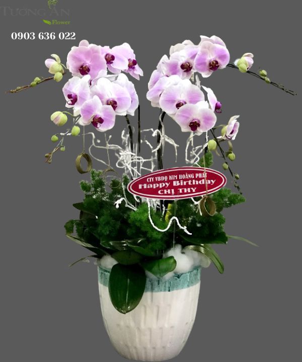  Chậu Lan Hồ Điệp Tứ Quý - S798 