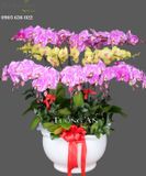  Chậu Lan Hồ Điệp Tươi thắm - S754 