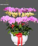  Chậu Lan Hồ Điệp Tươi thắm - S754 