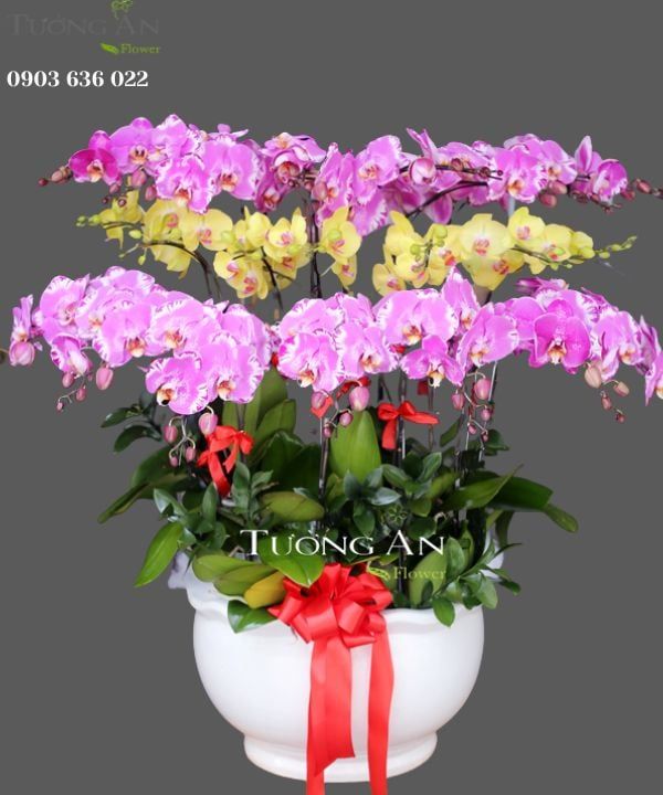  Chậu Lan Hồ Điệp Tươi thắm - S754 
