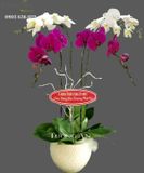  Chậu Lan Hồ Điệp Viên Mãn - S690 