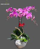  Chậu Lan Hồ Điệp Vui Xuân - S790 