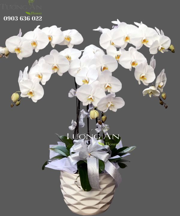  Chậu Lan Hồ Điệp Vững Mạnh - S705 