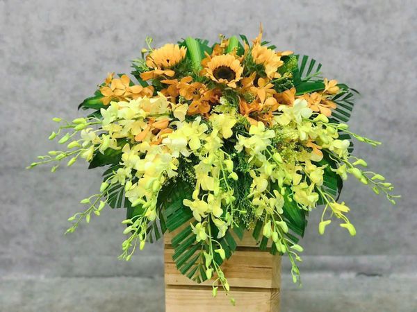  Bục Ánh Sáng - BN3 