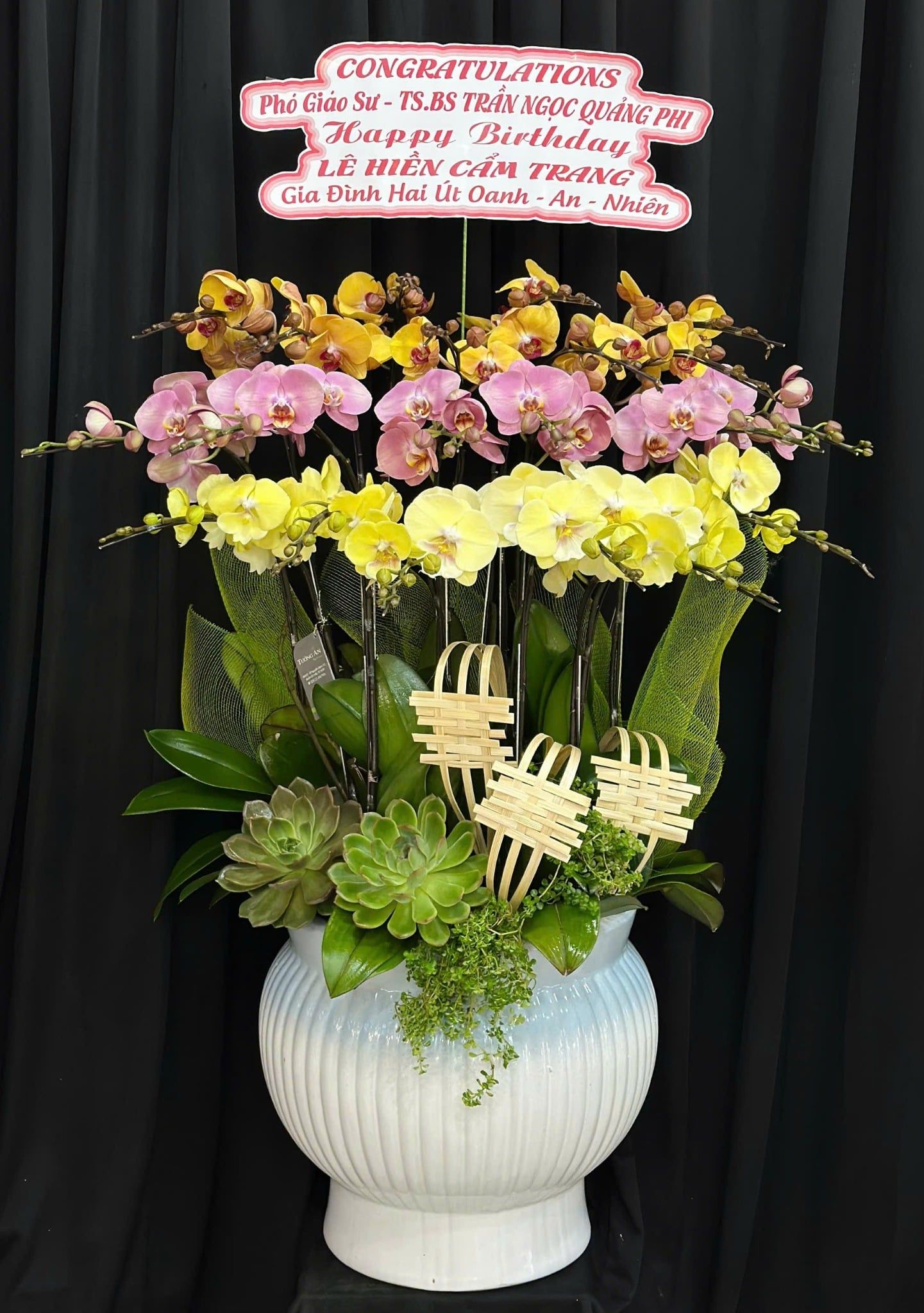  Chậu Lan Hồ Điệp Phú Quý Tam Sắc - LHD09 