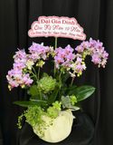  Chậu Lan Hồ Điệp Tím Ngọc Phú Quý - LHD08 