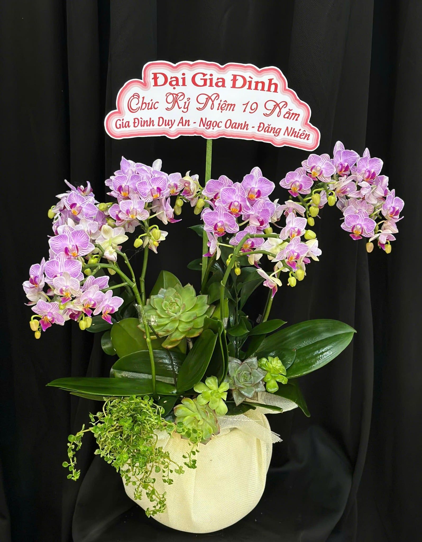  Chậu Lan Hồ Điệp Tím Ngọc Phú Quý - LHD08 