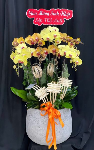 Chậu Lan Hồ Điệp Kim Lộc Viên Phúc - LHD06