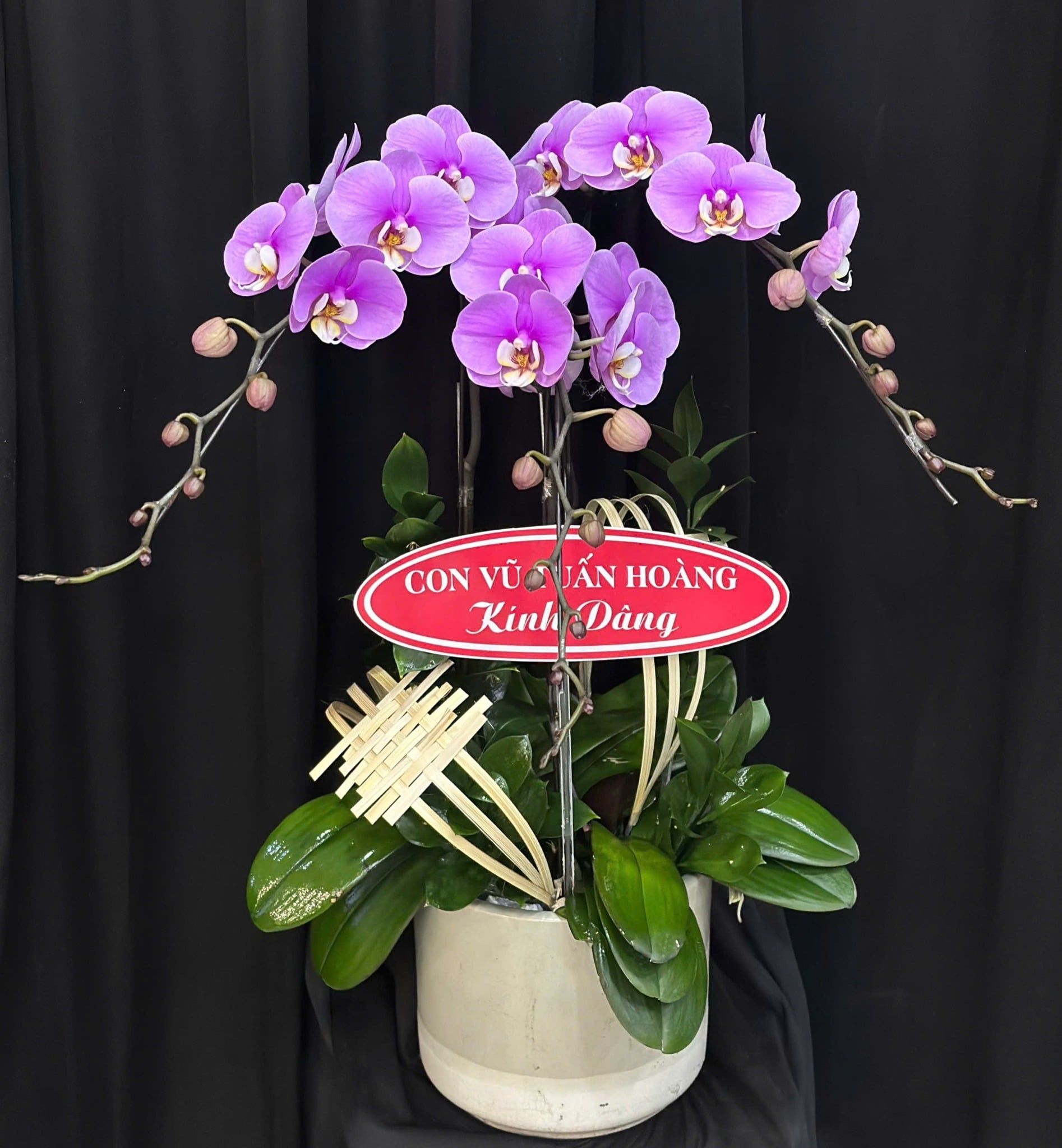  Chậu Lan Hồ Điệp Tử Ngọc An Nhiên - LHD05 