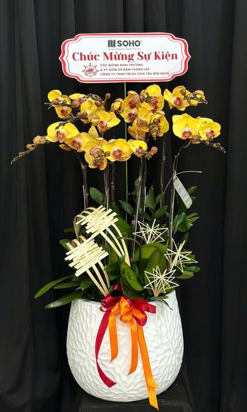 Chậu Lan Hồ Điệp Hoàng Kim Thịnh Phúc