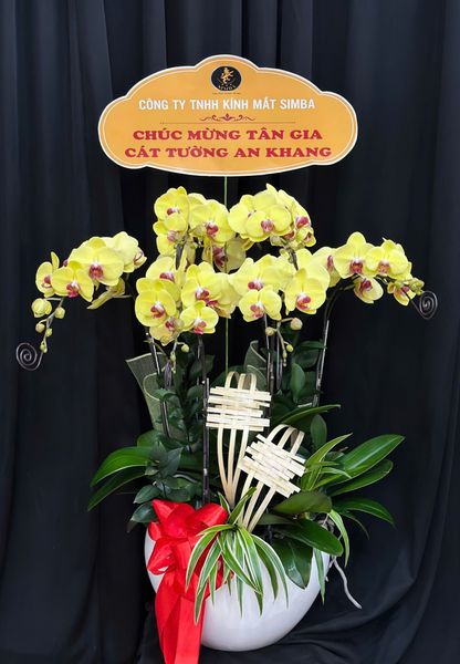 Chậu Lan Hồ Điệp Kim Phúc Khai Hoa - LHD03