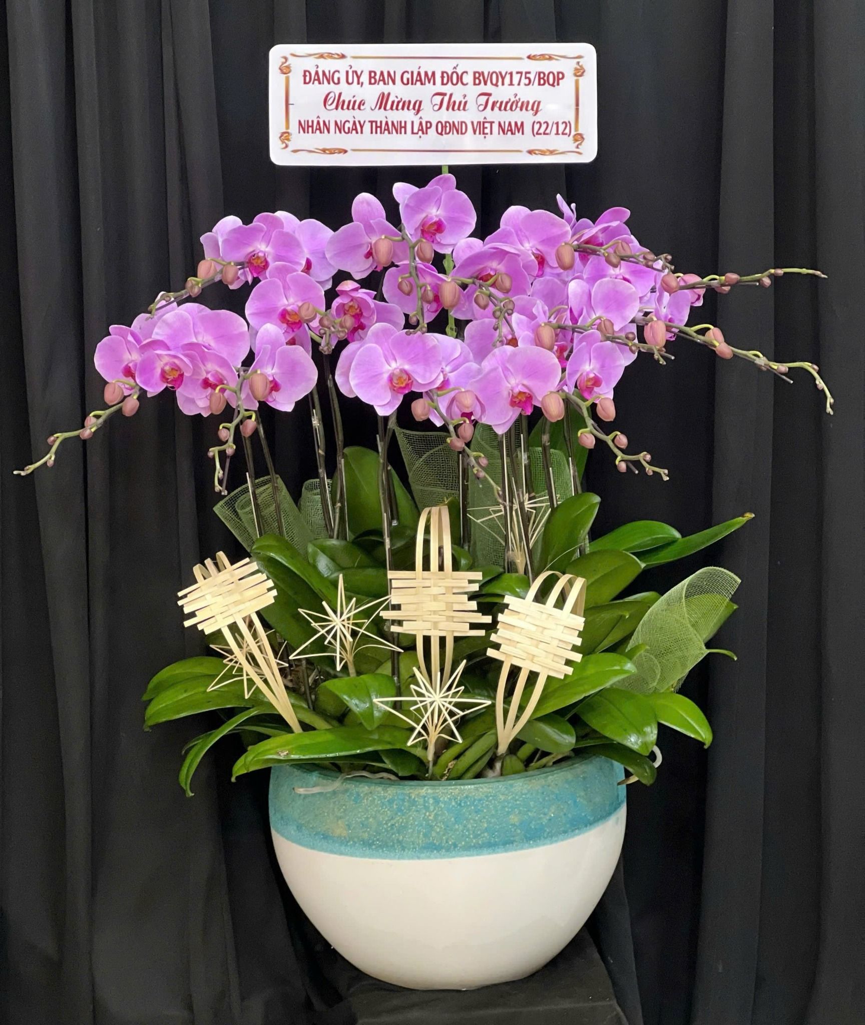  Chậu Lan Hồ Điệp Phấn Ngọc Cát Tường - LHD11 