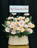  Hoa Cắm Hộp Nắng Mai Dịu Dàng - HCH30 
