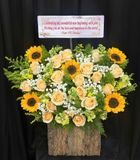  Hoa Cắm Hộp Gỗ Nắng Vàng An Nhiên - HCH35 