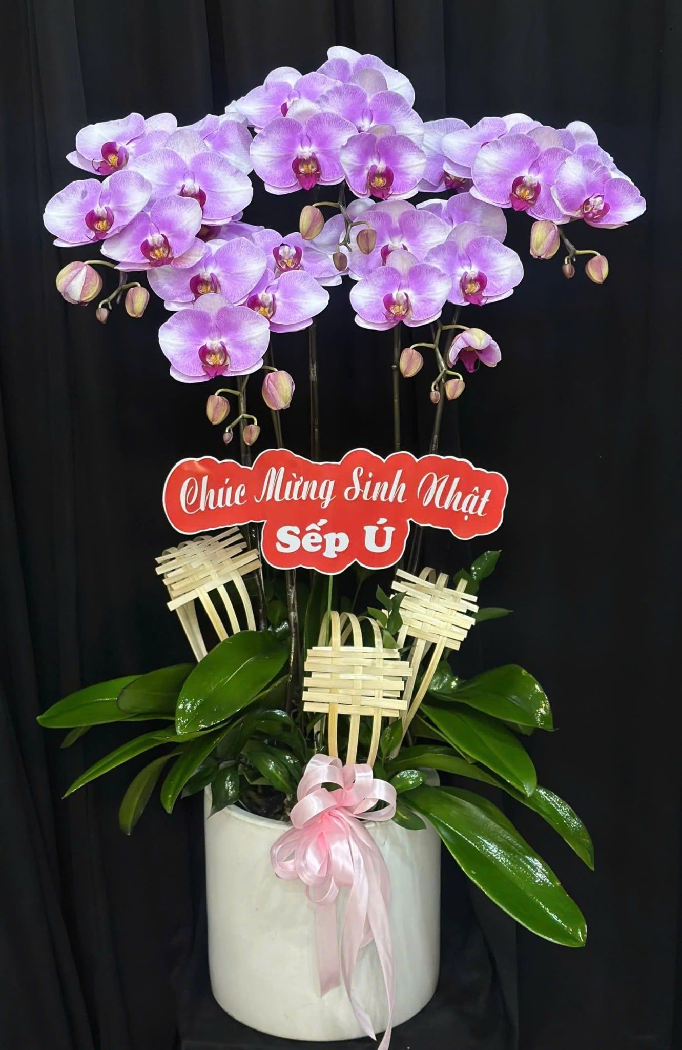  Chậu Lan Hồ Điệp Phú Quý Tím An - LHD12 