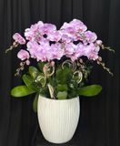  Chậu Lan Hồ Điệp Lan Tím Trường An - LHD14 