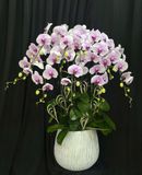  Chậu Lan Hồ Điệp Lan Phú Quý Trường Tồn - LHD15 