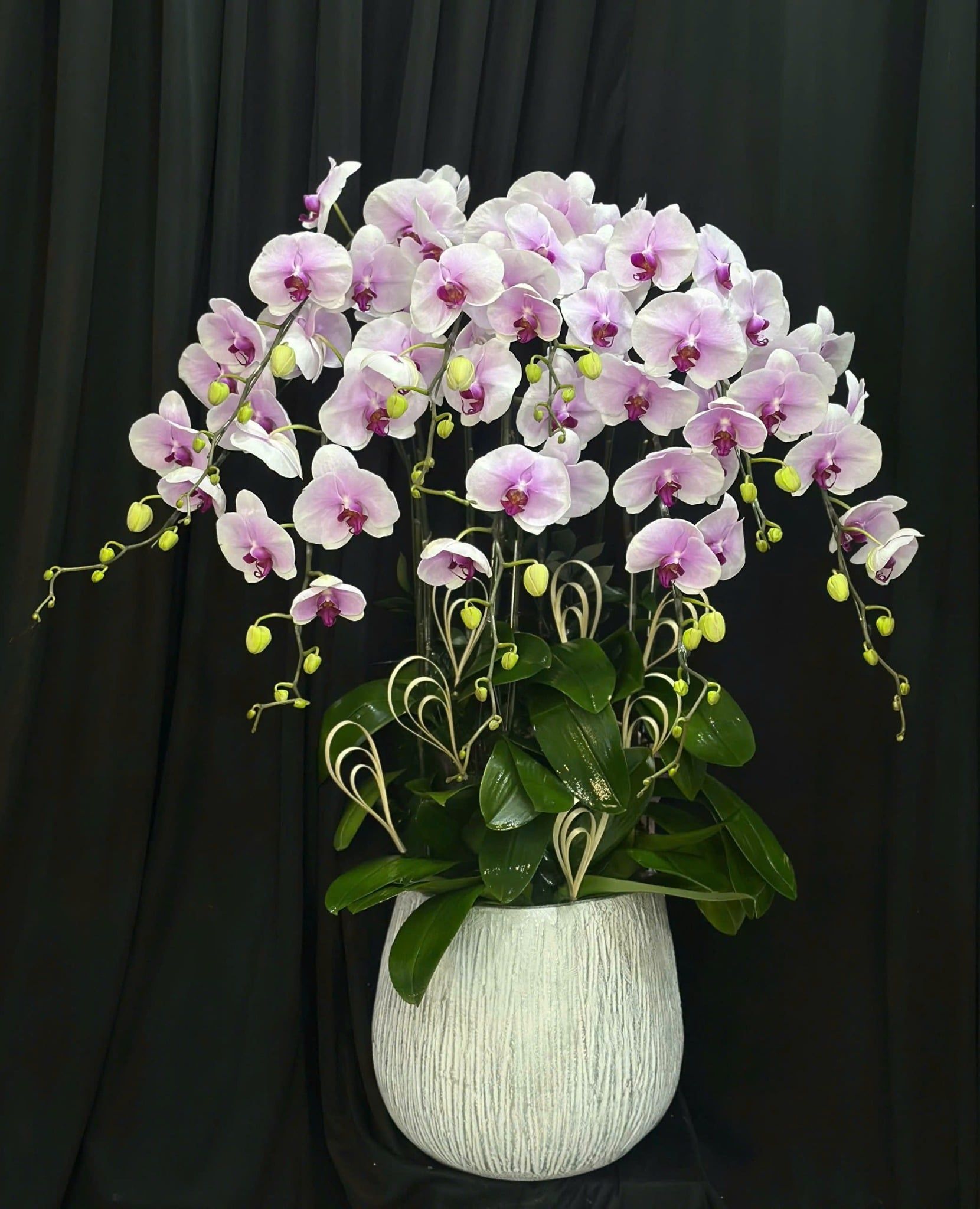  Chậu Lan Hồ Điệp Lan Phú Quý Trường Tồn - LHD15 