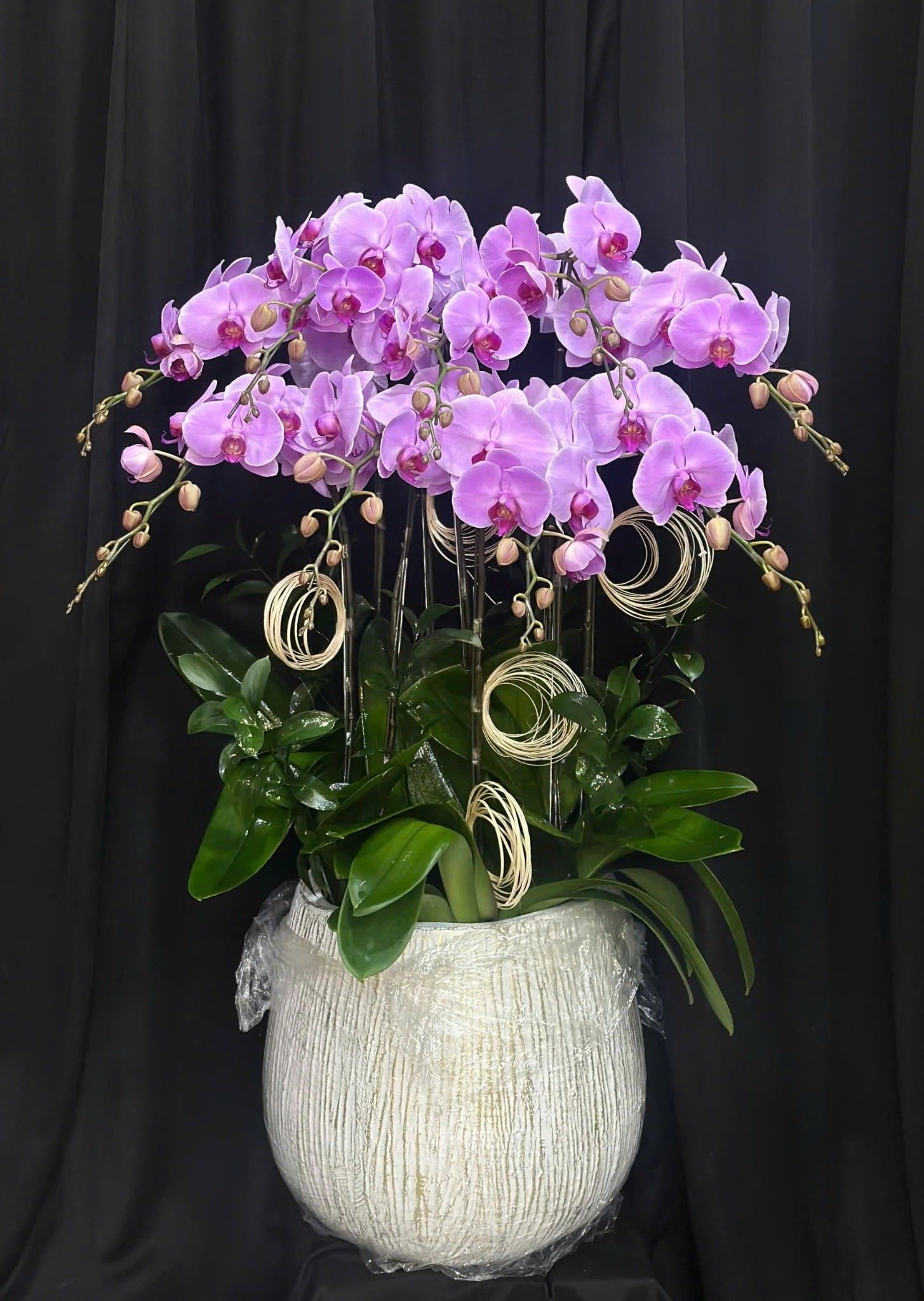  Chậu Lan Hồ Điệp Lan Tím Vượng Phát - LHD16 