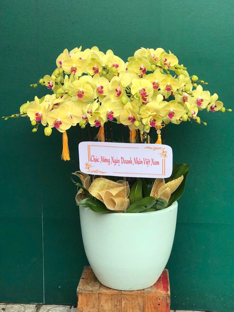  Chậu Lan Hồ Điệp Lan Vàng Kim Phát - LHD17 