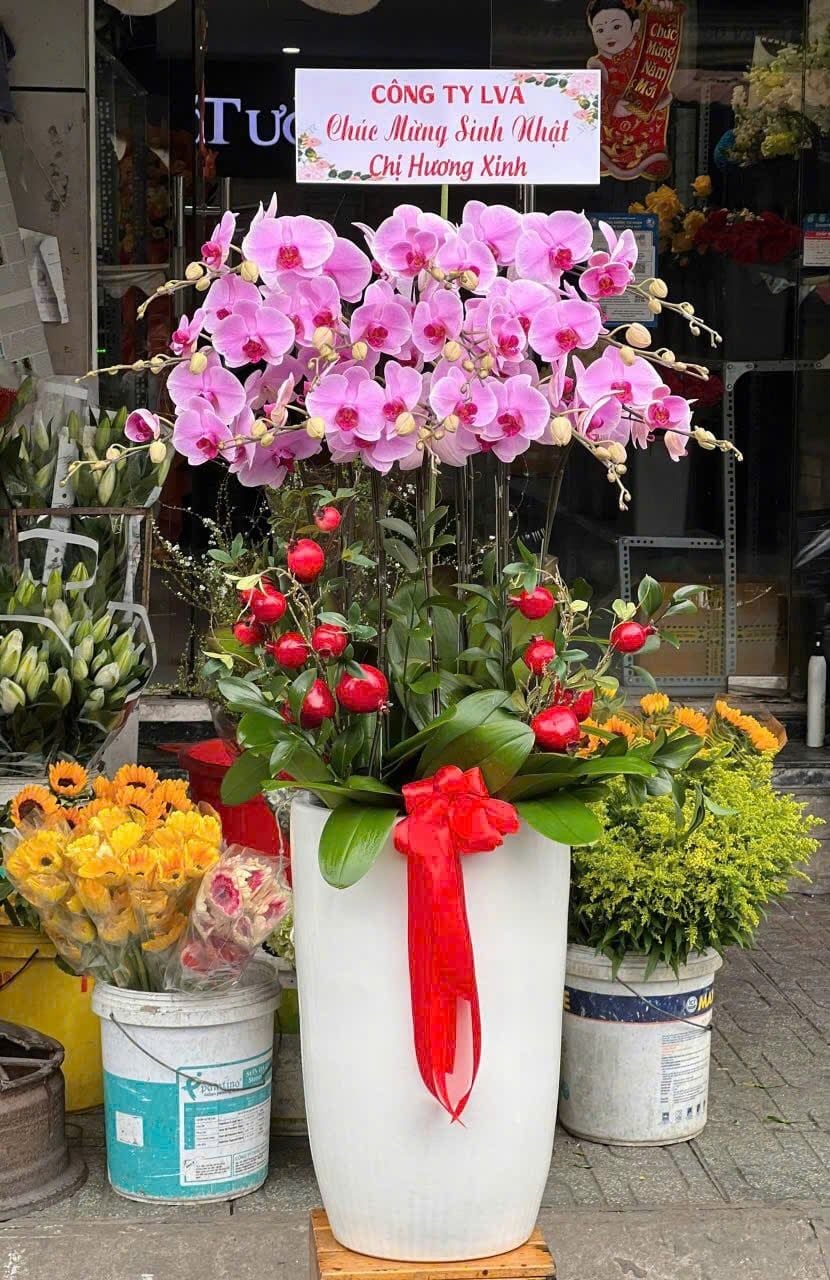  Chậu Lan Hồ Điệp Lan Hồng Phú Quý - LHD18 