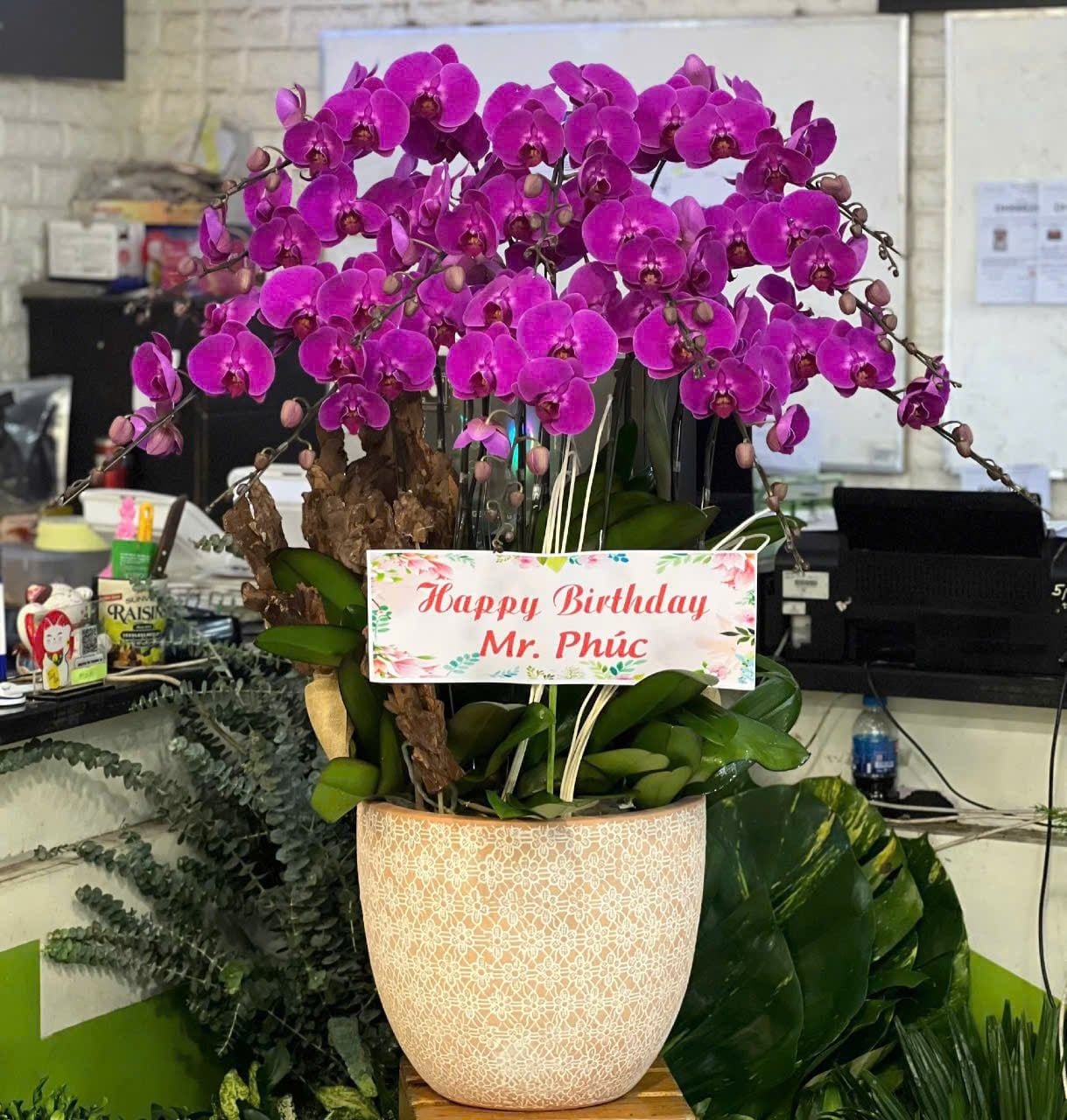  Chậu Lan Hồ Điệp Lan Tím Vương Quý - LHD20 