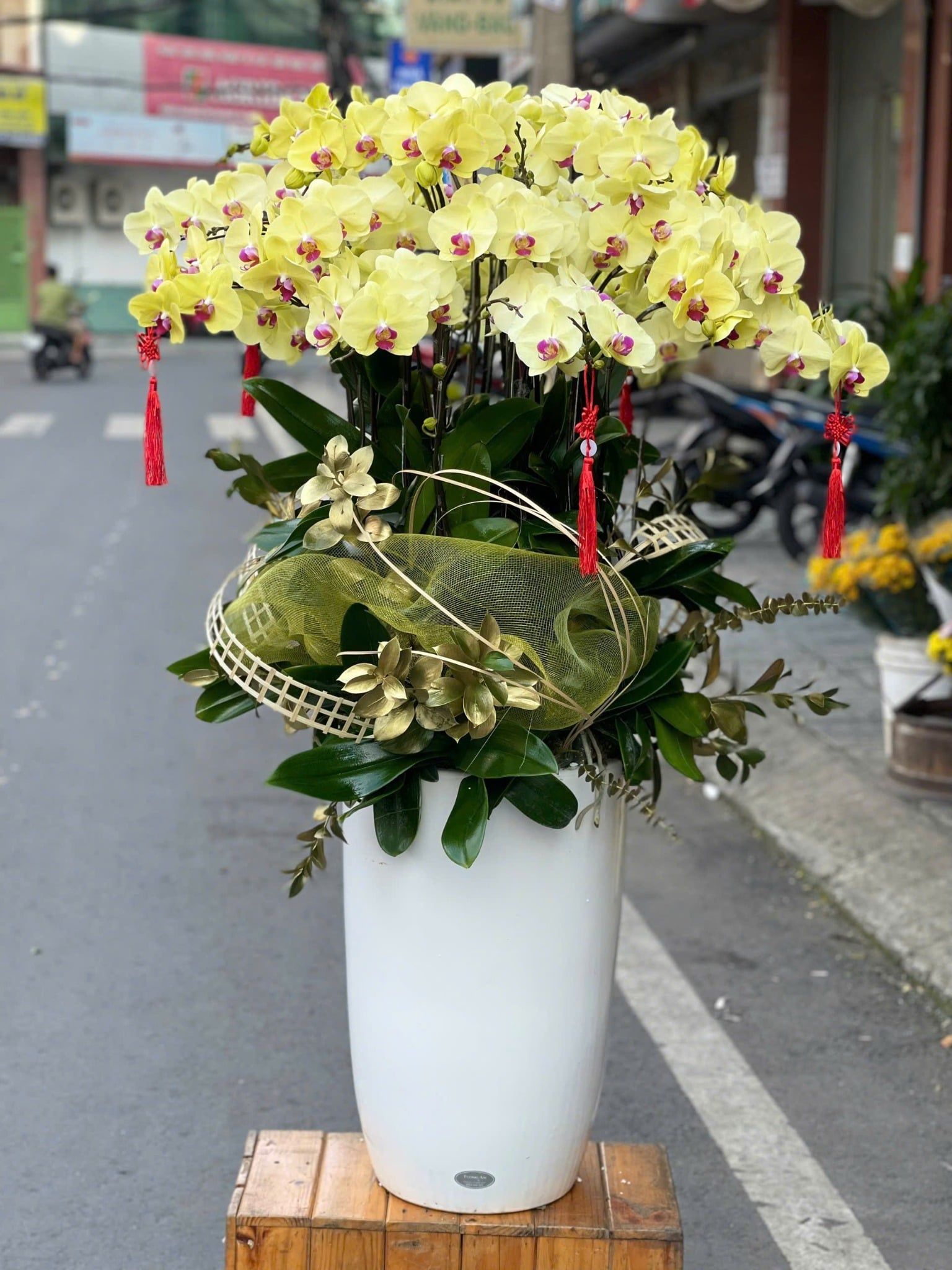  Chậu Lan Hồ Điệp Lan Vàng Kim Phát Tài - LHD19 